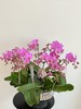 事事顺心 · 蝴蝶兰盆栽 商品缩略图2