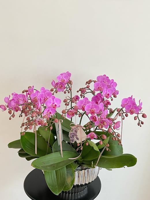 事事顺心 · 蝴蝶兰盆栽 商品图2