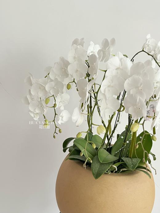 白玉含香 · 蝴蝶兰盆栽 商品图7