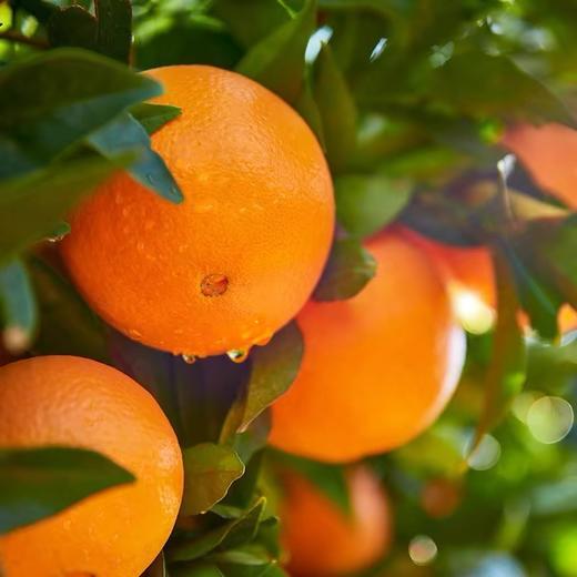 奉节脐橙 现摘现发 果味浓郁超好吃 商品图1
