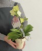 美好花生 · 蝴蝶兰盆栽 商品缩略图2