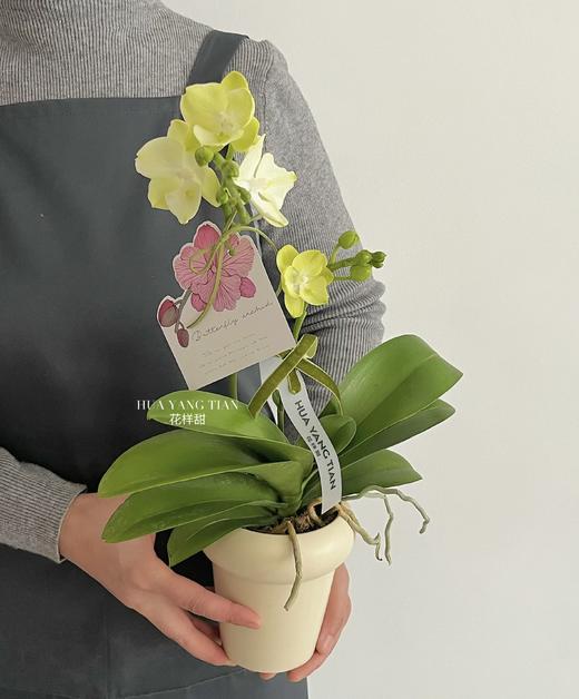 美好花生 · 蝴蝶兰盆栽 商品图2