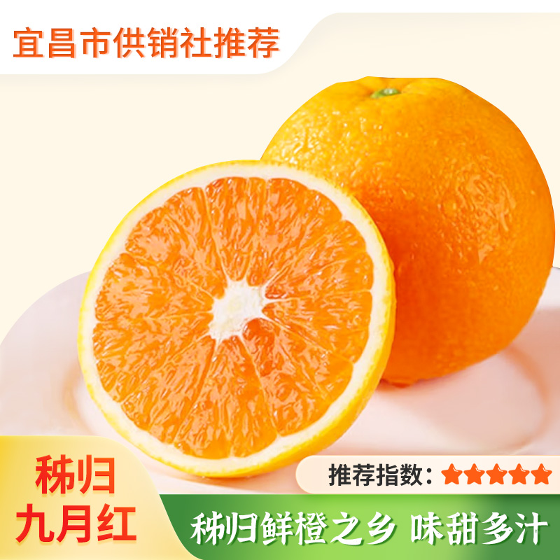 【湖北秭归】九月红脐橙 当季现摘 爆汁手剥橙  果味浓郁 营养丰富