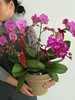 福满新居 · 蝴蝶兰盆栽 商品缩略图2