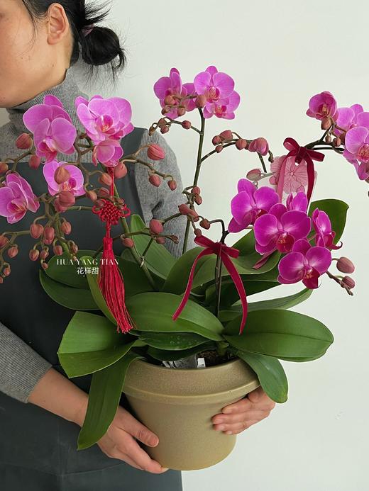 福满新居 · 蝴蝶兰盆栽 商品图2