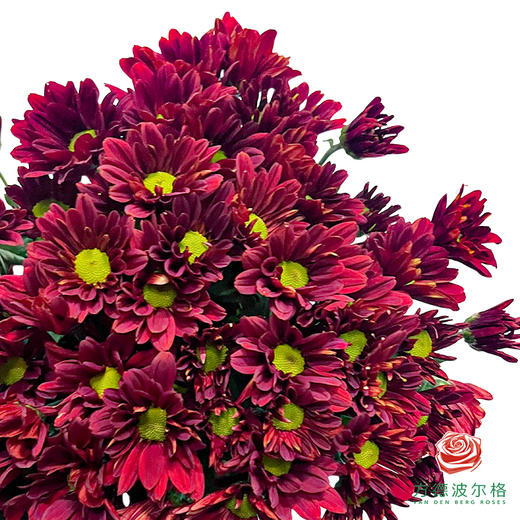 市场小菊-枫叶 10枝一扎 商品图1