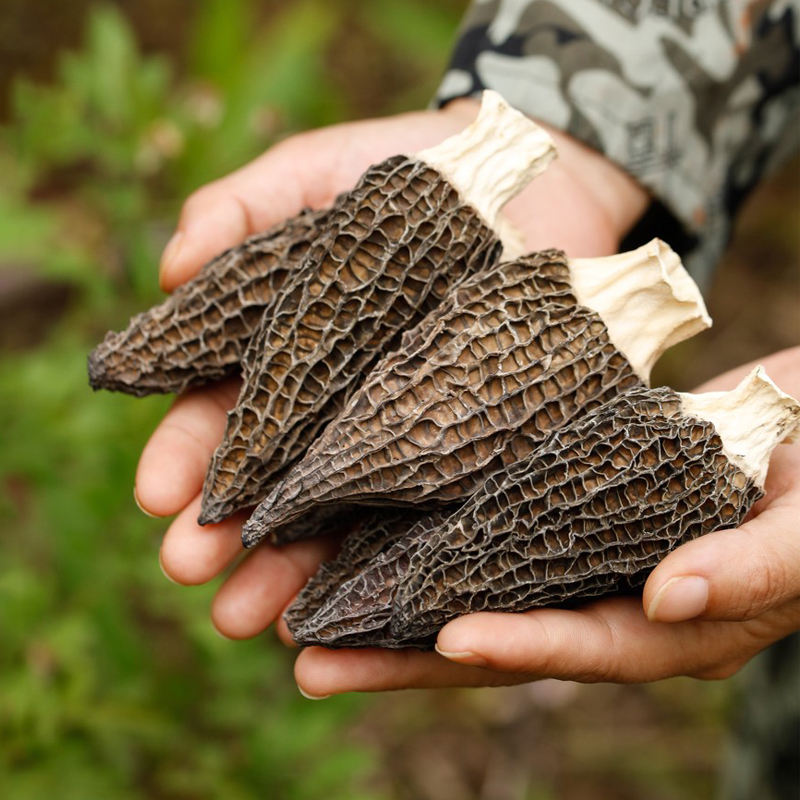 【羊肚菌干货】云南丽江羊肚菌干货