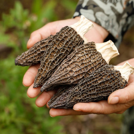 【羊肚菌干货】云南丽江羊肚菌干货 商品图0