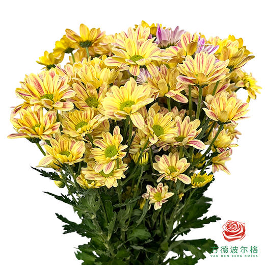 市场小菊-奶油斑纹 10枝一扎 商品图0