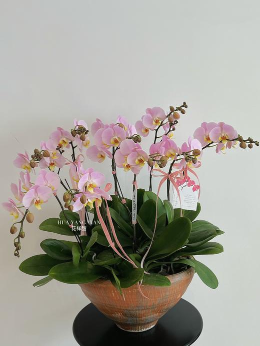 美好如期而至 · 蝴蝶兰盆栽 商品图0