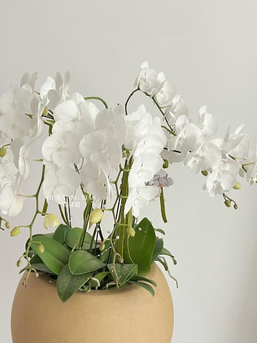 白玉含香 · 蝴蝶兰盆栽 商品图8
