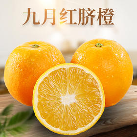 #基地直发#【湖北】正宗九月红果冻橙 湖北秭归脐橙 当季新鲜橙子