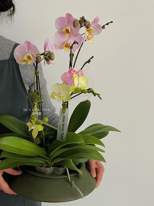 冰清玉洁 · 蝴蝶兰盆栽 商品图3