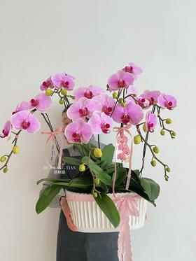 福满乾坤 · 蝴蝶兰盆栽