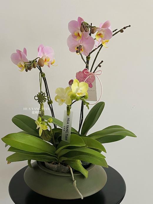 冰清玉洁 · 蝴蝶兰盆栽 商品图0