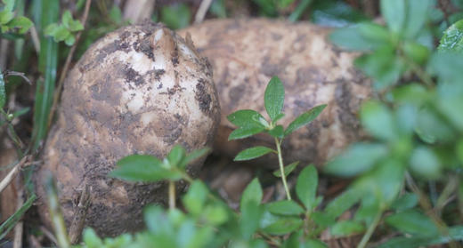 邵通天麻  祛风补脑·养肝安神·汁多肉脆·味甜爽口 煲汤炒菜泡酒炖肉 产地直发 商品图6