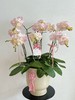自在欢喜 · 蝴蝶兰盆栽 商品缩略图2