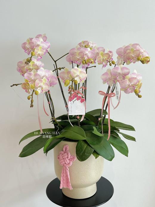 自在欢喜 · 蝴蝶兰盆栽 商品图2