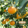 眉山生态爱媛果冻橙 5斤/8.5斤 | 合作农友生产，产自四川眉山，生产者：胡连均 *【公平贸易农人定价】 商品缩略图9