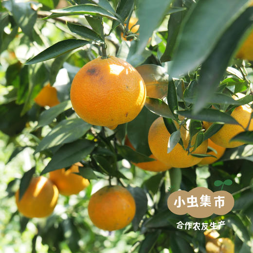 眉山生态爱媛果冻橙 5斤/8.5斤 | 合作农友生产，产自四川眉山，生产者：胡连均 *【公平贸易农人定价】 商品图9