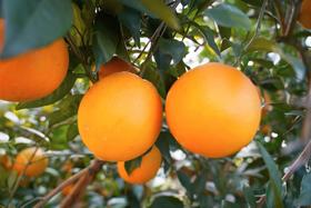 【产地直采】赣南脐橙，水分充足，橙香味浓郁，口感好超级好，力推