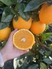 【产地直采】赣南脐橙，水分充足，橙香味浓郁，不加蜜，自然甜，口感好超级好，力推 商品缩略图4