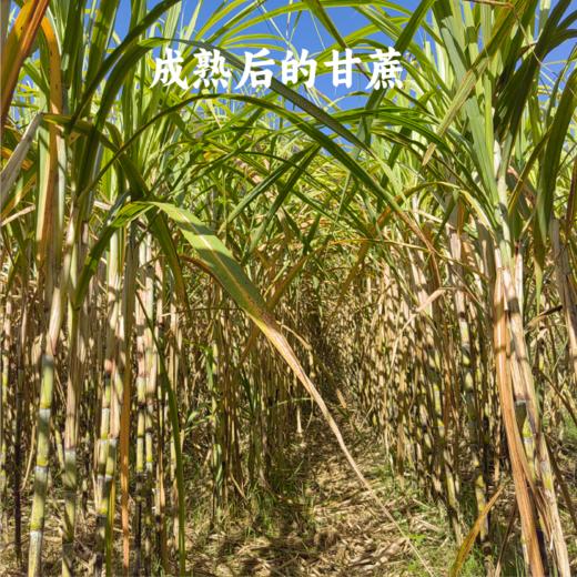 象遇红糖 188g/盒 商品图1