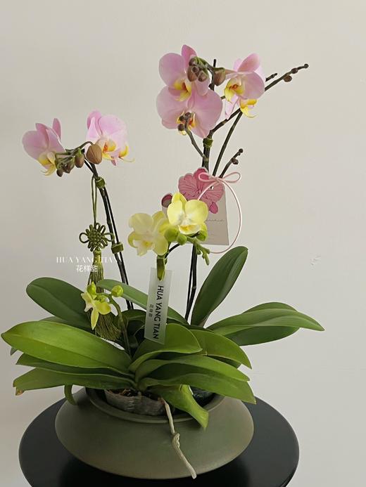 冰清玉洁 · 蝴蝶兰盆栽 商品图1