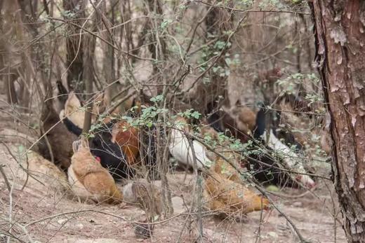 有机老母鸡｜衢州顺丰 商品图8
