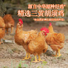 生熏鸡500g：要蒸22分钟的那款经典生熏鸡 商品缩略图2