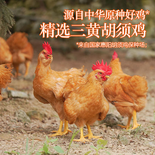 生熏鸡500g：要蒸22分钟的那款经典生熏鸡 商品图2