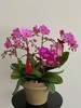福满新居 · 蝴蝶兰盆栽 商品缩略图0