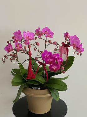 福满新居 · 蝴蝶兰盆栽