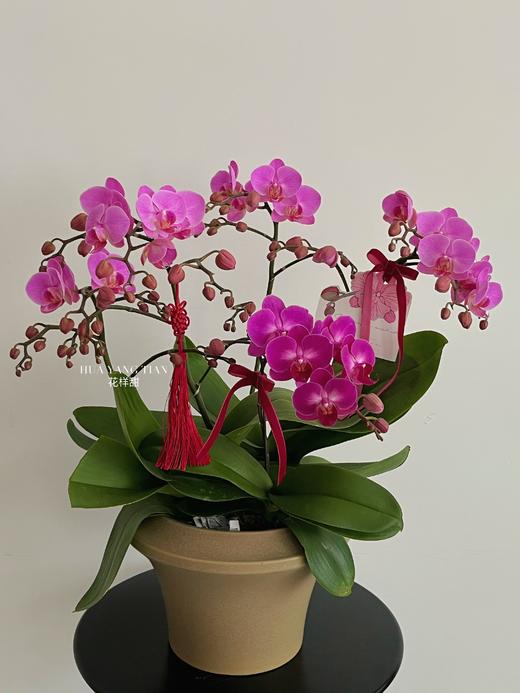 福满新居 · 蝴蝶兰盆栽 商品图0