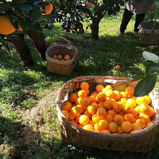 #基地直发#【湖北】正宗九月红果冻橙 湖北秭归脐橙 当季新鲜橙子 商品图2