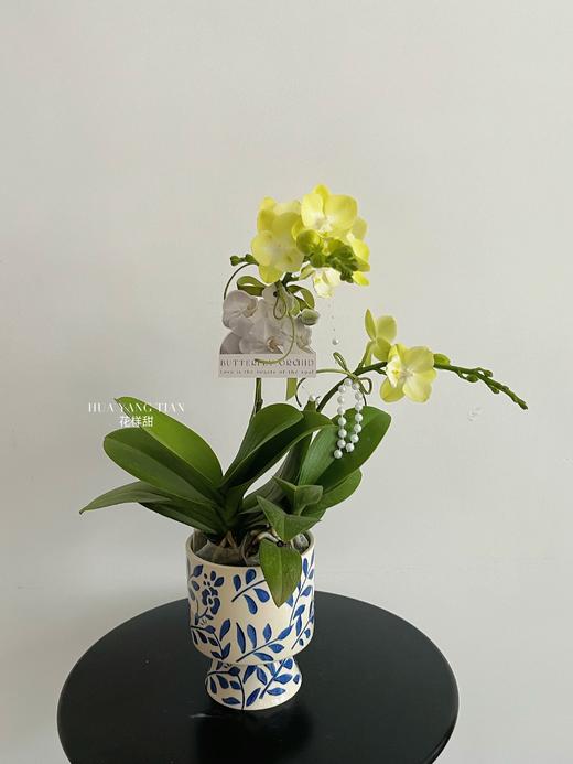 盼你欢喜 · 蝴蝶兰盆栽 商品图0