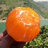 【湖北秭归】九月红脐橙 当季现摘 爆汁手剥橙  果味浓郁 营养丰富 商品缩略图4