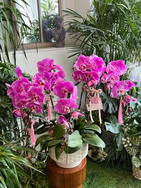 福禄寿禧 · 蝴蝶兰盆栽