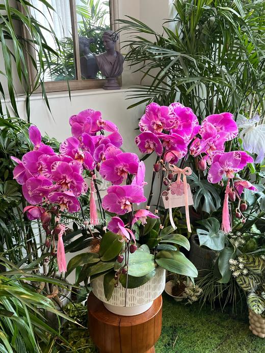 福禄寿禧 · 蝴蝶兰盆栽 商品图0