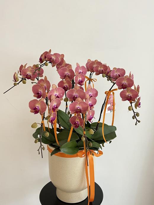 长安常乐 · 蝴蝶兰盆栽 商品图1