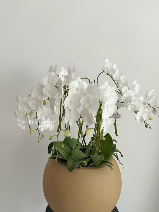 白玉含香 · 蝴蝶兰盆栽 商品图3