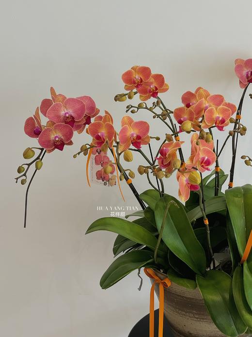 八面玲珑 · 蝴蝶兰盆栽 商品图2