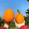 奉节脐橙 现摘现发 果味浓郁超好吃 商品缩略图0