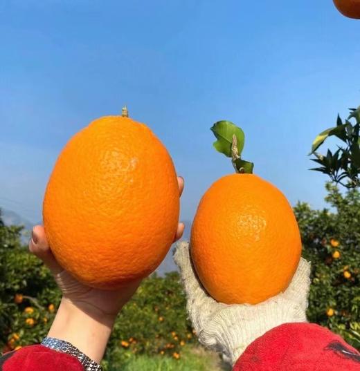 奉节脐橙 现摘现发 果味浓郁超好吃 商品图0