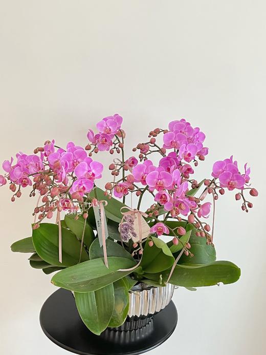 事事顺心 · 蝴蝶兰盆栽 商品图3