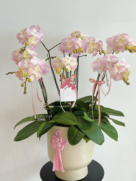 自在欢喜 · 蝴蝶兰盆栽 商品图0