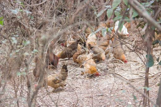 有机老母鸡｜衢州顺丰 商品图4