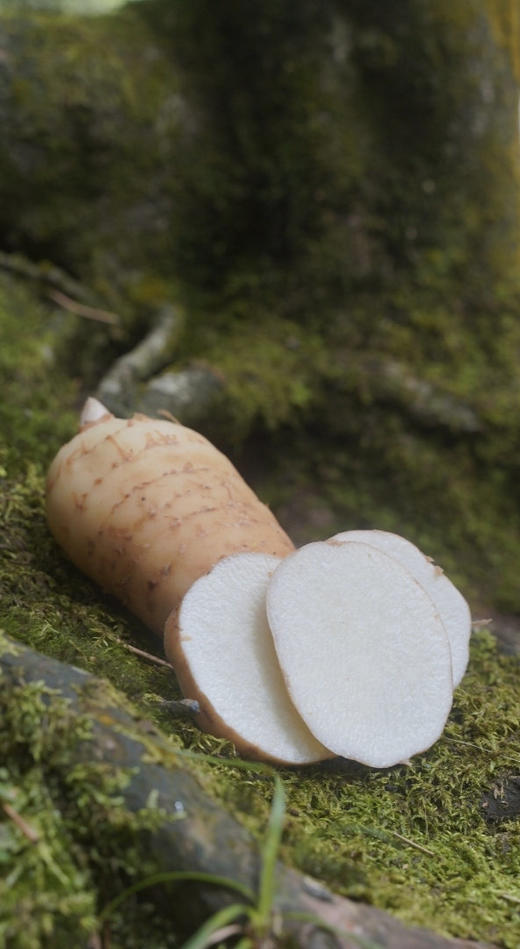 邵通天麻  祛风补脑·养肝安神·汁多肉脆·味甜爽口 煲汤炒菜泡酒炖肉 产地直发 商品图3
