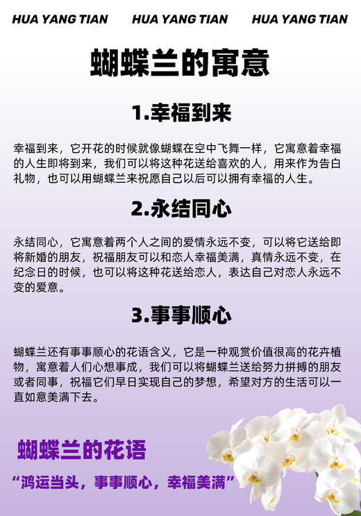 冰清玉洁 · 蝴蝶兰盆栽 商品图4