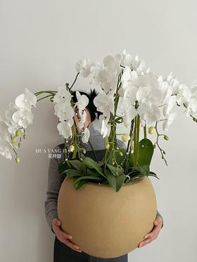 白玉含香 · 蝴蝶兰盆栽